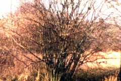 Beauvale_Priory_-_coppiced_hazel_trees_on_monastery_site_-_colour_1999