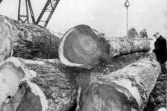 Broxtowe_-_Bramley_-__3_brothers_at_wood_yard_with_large_tree_trunks._From_front_of_a_magazine__A994