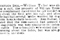 Dog_bites_calf_William_Talbot-_William_Truman_1884_6th_June
