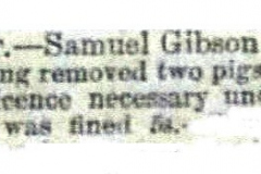 Moving_pigs_without_a_licence_Samuel_Gibson-_Pc_Thompson_1881_26th_March