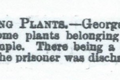 Stealing_plants_George_Botham-_Rev_Holden-_1883_1st_June