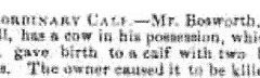 Two_headed_calf_Mr_Bosworth_1850_25th_April